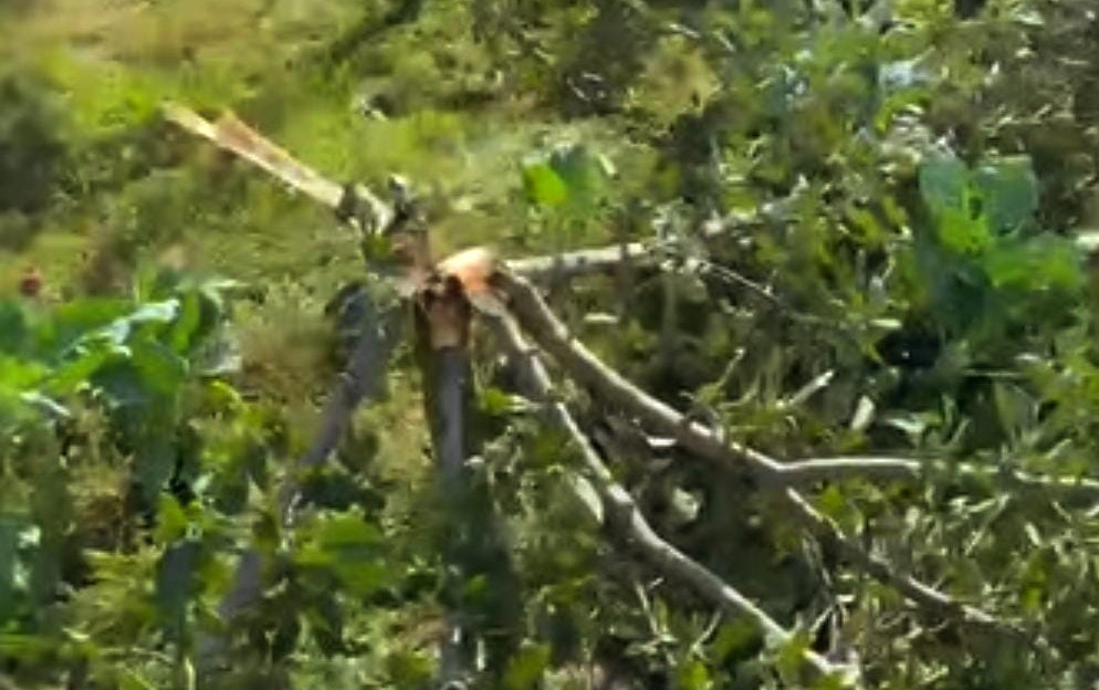 Miscreants Chop Off Several Apple Trees in South Kashmir’s Anantnag Village