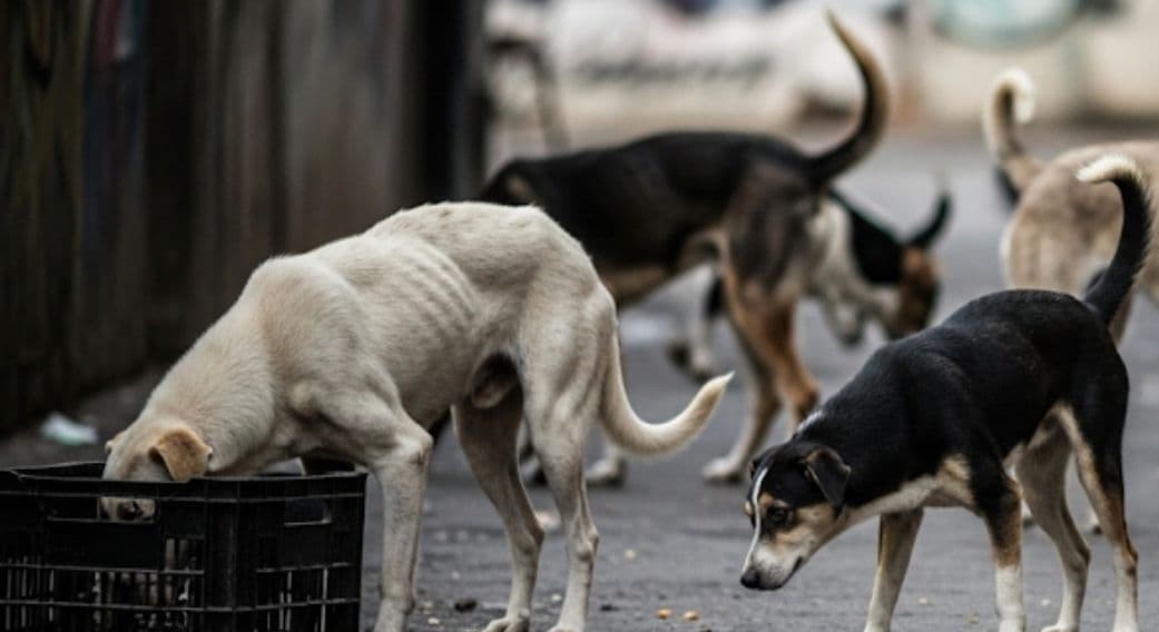 Women, Children Fear Stepping Out Amid Growing Dog Packs in Bemina