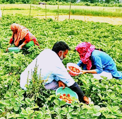 Farmers say paddy yield down by 40 per cent this year