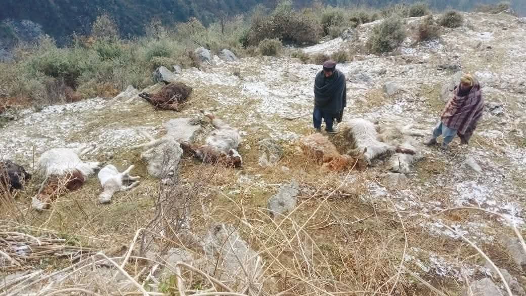 Bakarwal herder loses entire livestock to lightning strike in Poonch hills
