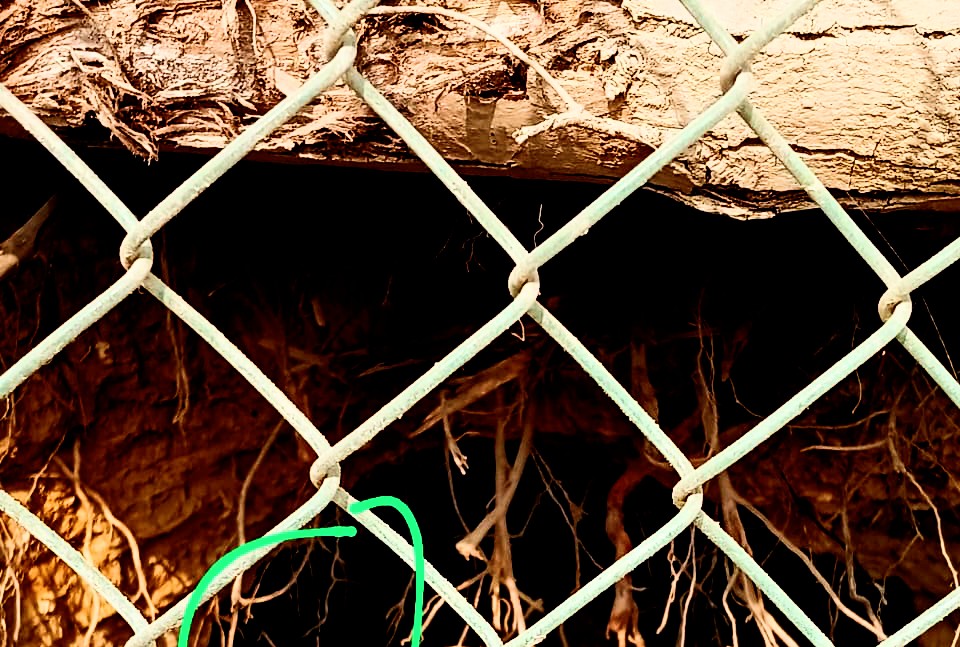 Black Bear Tracked in Auligund Tral, Locals Alleged Wildlife Response Delayed