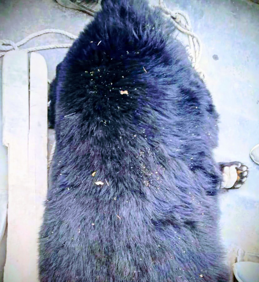 Wildlife Team Traps Mother Bear and Two Cubs After Repeated Sightings in South Kashmir