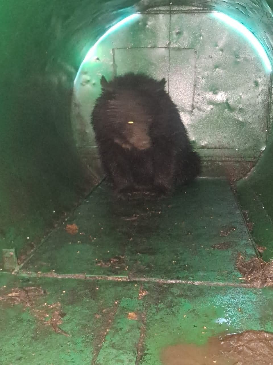 Black Bear Captured in Srinagar’s Lal Bazar Area