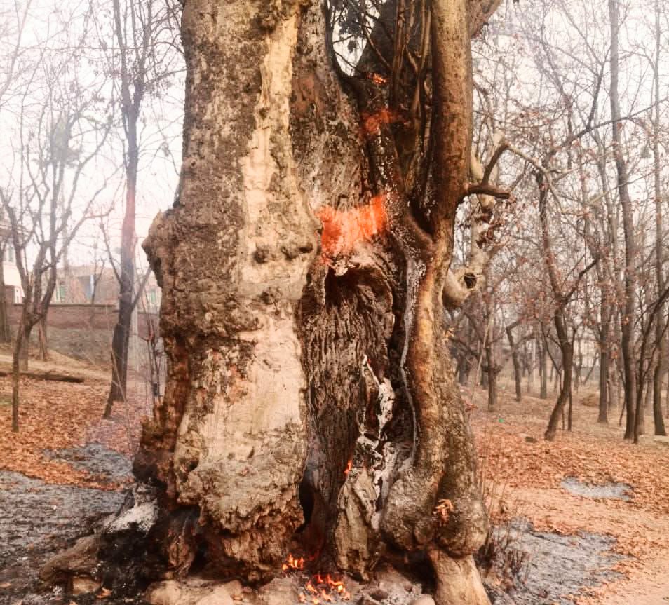Fire Erupts in Chinar Tree in Pulwama’s Tral, Miscreants Suspected