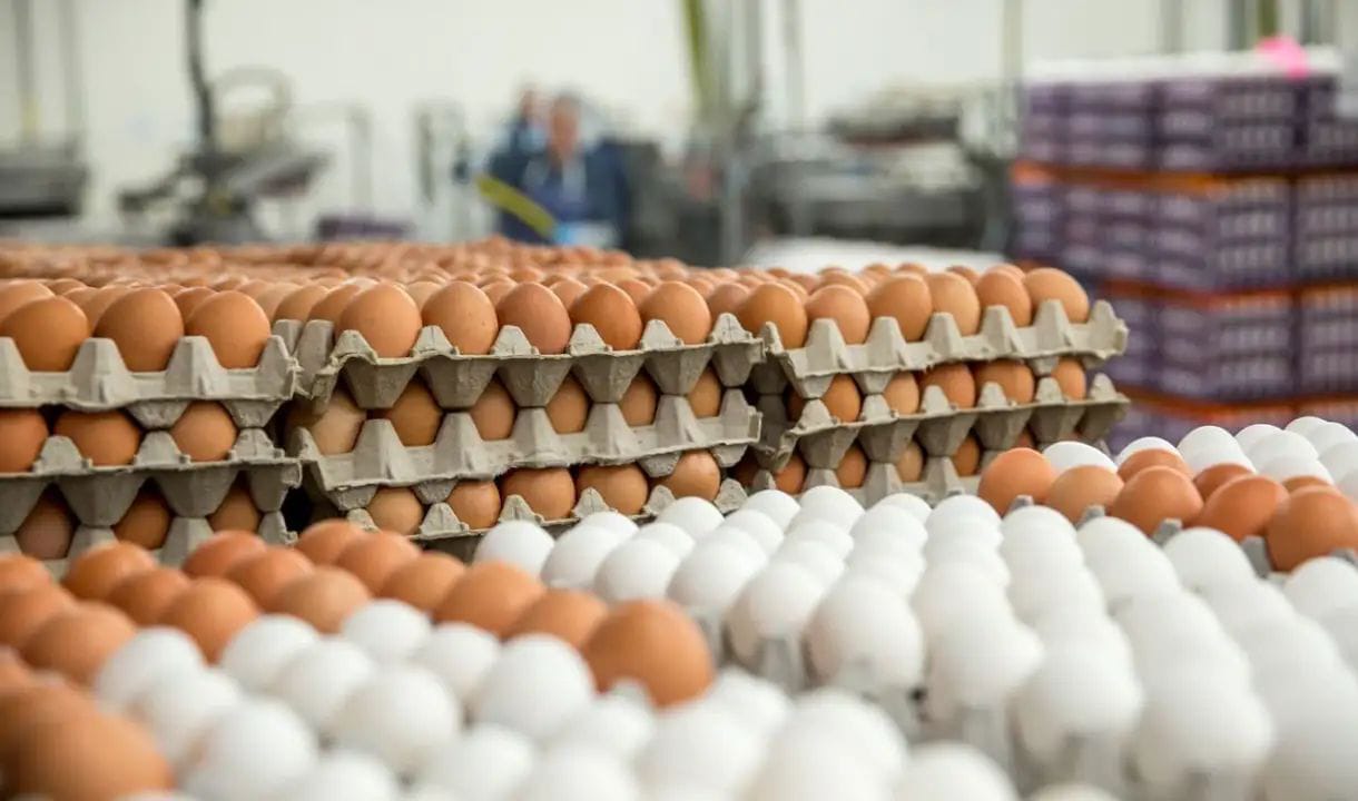 Market panic scrambles egg prices, consumers shell-shocked