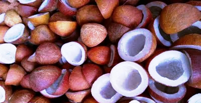 Govt hikes copra MSP by up to Rs 445 for 2026 season