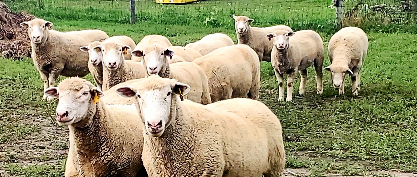 Leopard Kills Seven Sheep in….