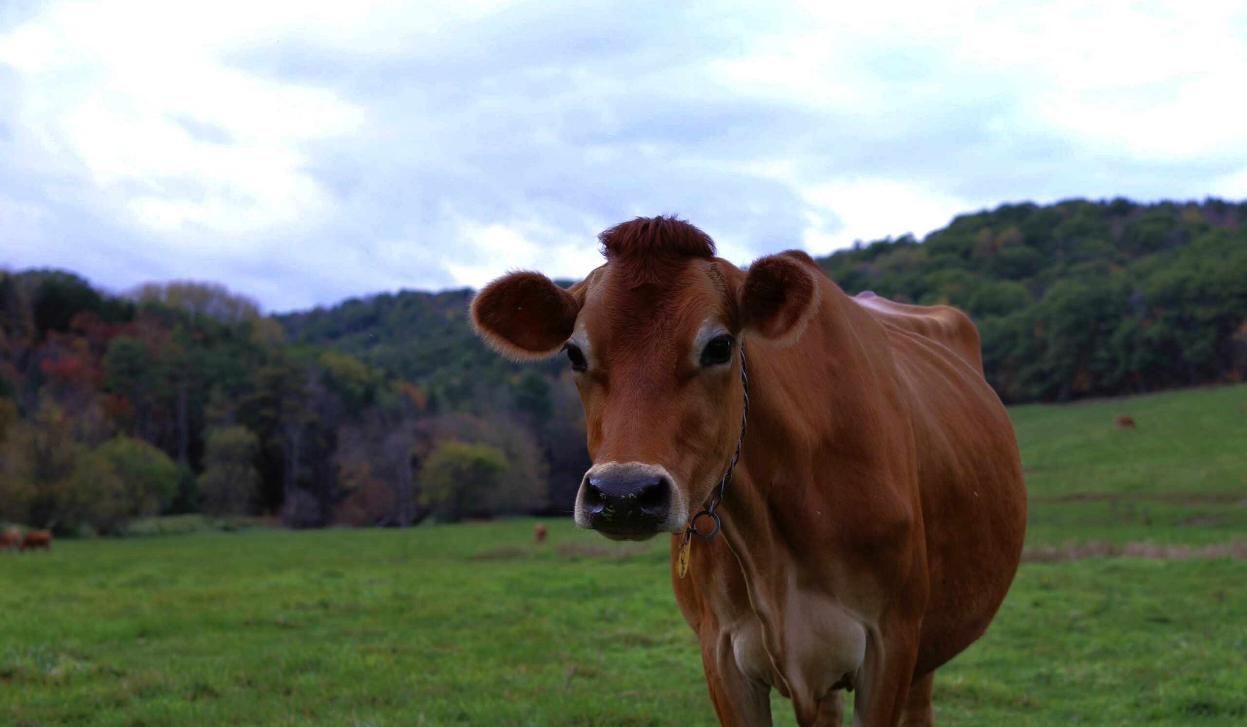 Man Rapes cow in…..