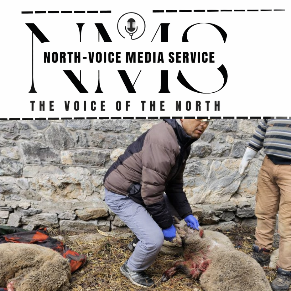 Leopard kills five sheep in Beerwah, six injured