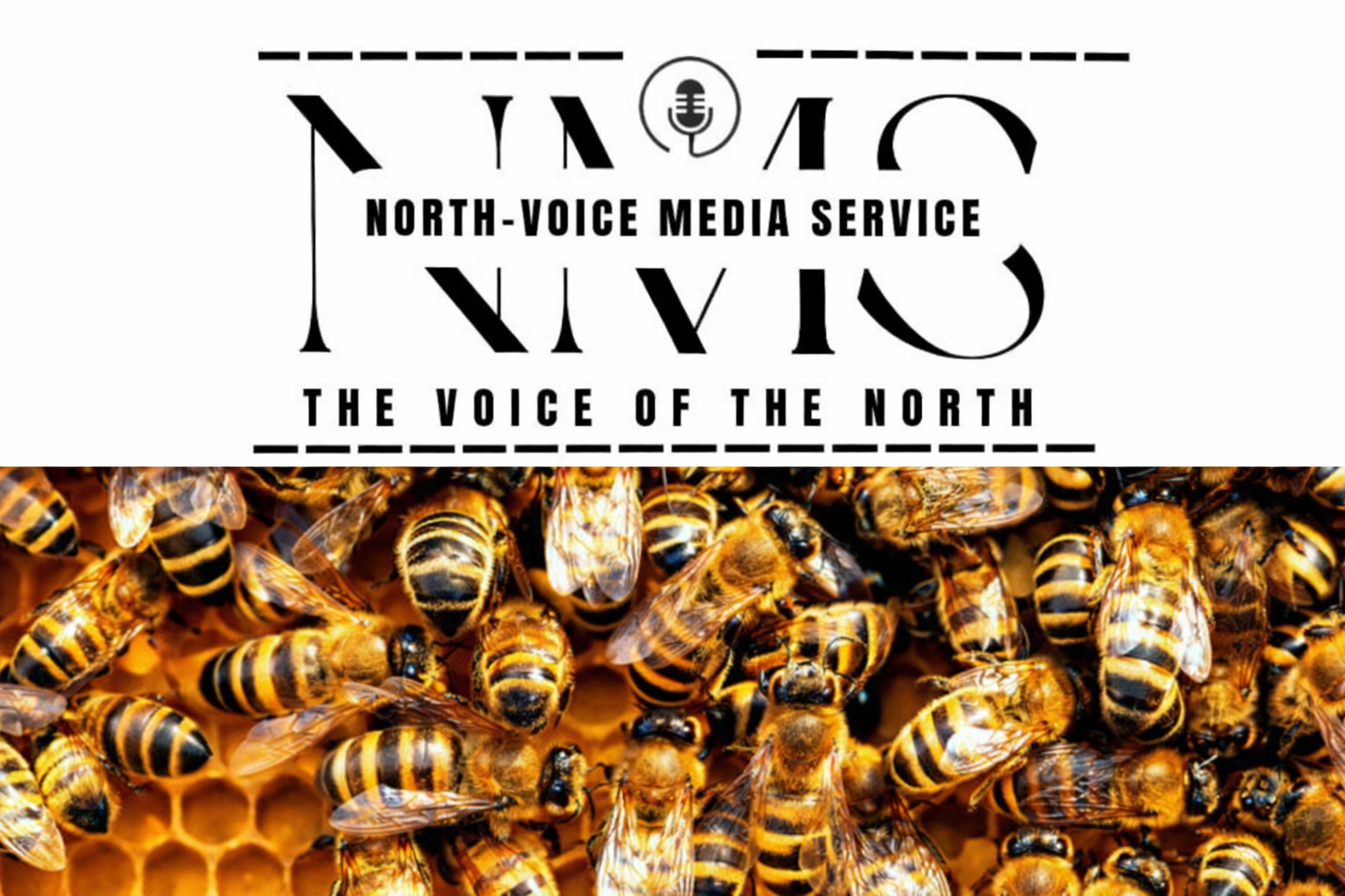 Cricket umpire dies and players injured after bees attack match