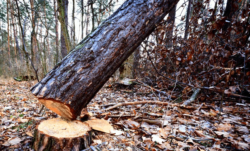 Around 100 High-Density Apple Trees Felled in Baramulla Village, Farmer Announces Reward, Seeks Police Probe