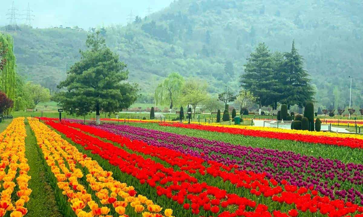 Asia’s largest Tulip Garden in Srinagar to open for visitors on March 16